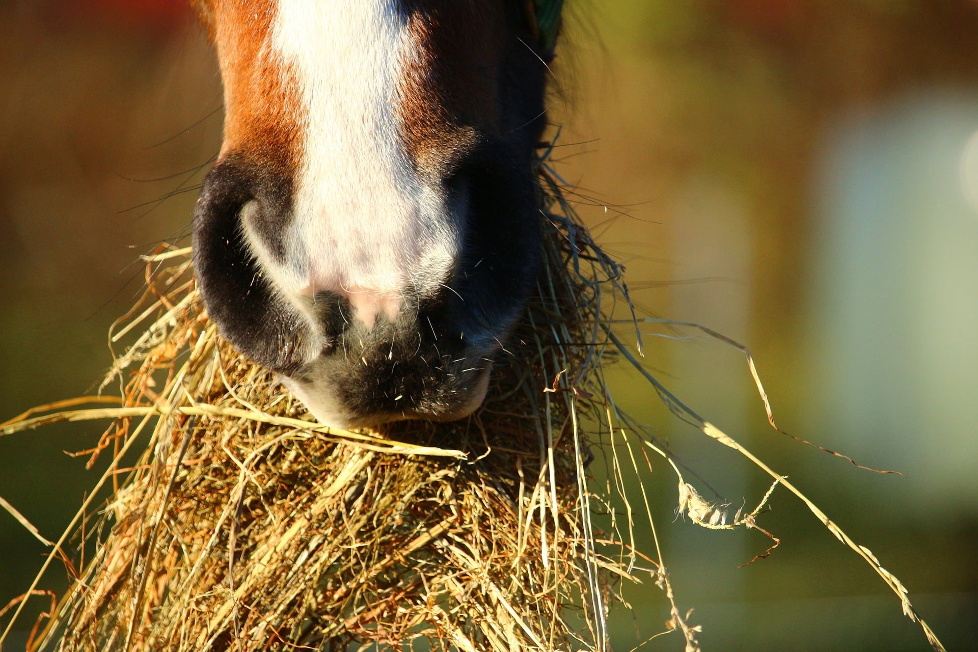 Average Weight of a Horse